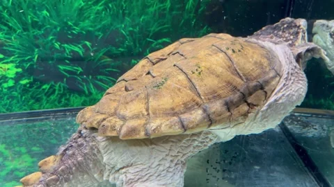 A caiman turtle in an aquarium Stock Footage 253226217