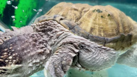 A caiman turtle swims in the water Stock Footage 253725555