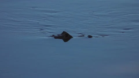 Caiman in Water. Close Up View Stock Footage 209330505