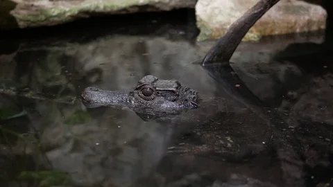 Caiman in the water Video stock 74873540