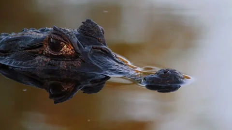 Caiman Yacare Stock Footage 7749428