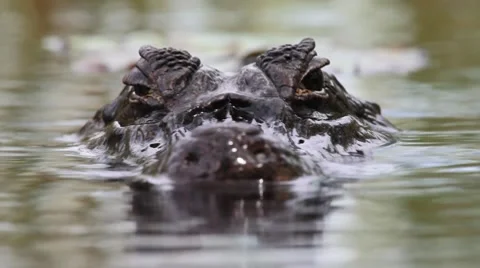 Caiman Yacare Stock Footage 7760417