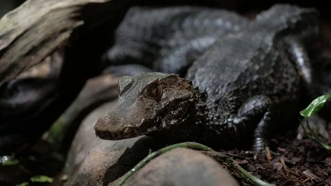 Caiman in the zoo Video stock 74877846