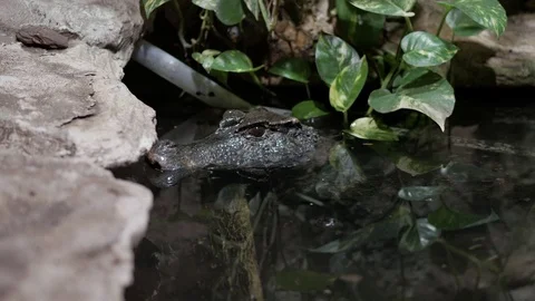 Caimans head from the water Video stock 74874975