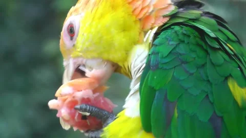 Caique Parrot Eating a Grapefruit 스톡 동영상 229761956
