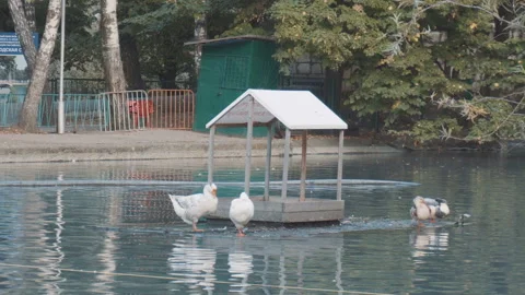 Cairina are sleeping standing up Stockbeeldmateriaal 95247273