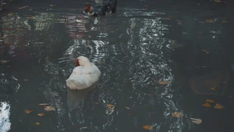 Cairina is floating on the Lake 库存影片 95247028