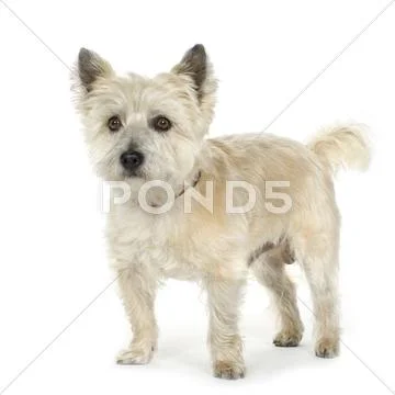 Cairn Terrier (11 years) Stock Photos