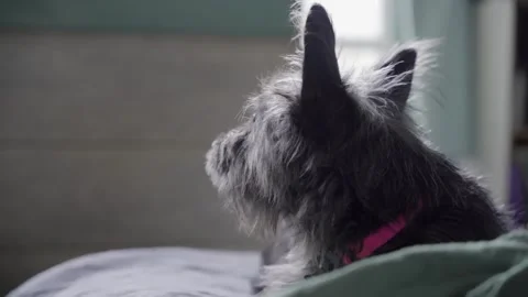 Cairn Terrier Mix Close up Pan Left Greenpoint Brooklyn apt NYC Stock Footage 274844320