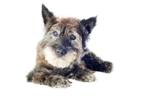Cairn terrier Stock Photos