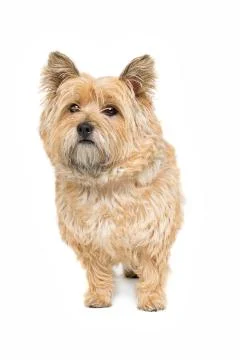 Cairn Terrier Stock Photos