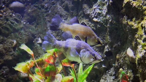 Cairns Aquairum  Stock Footage 84132023