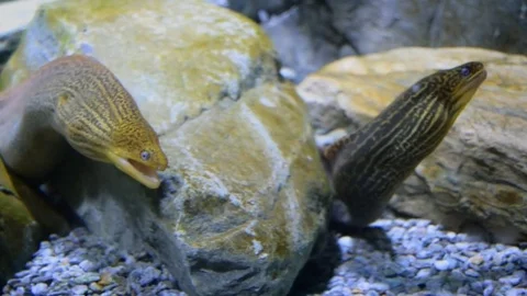 Cairns Aquarium Stock Footage 84131949
