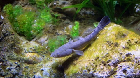 Cairns Aquarium  Stock Footage