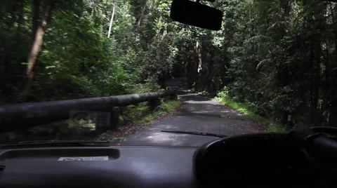 CAIRNS DAINTREE RAINFOREST Stock Footage 46912711