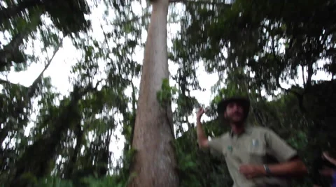 CAIRNS DAINTREE RAINFOREST Stock Footage 46914755