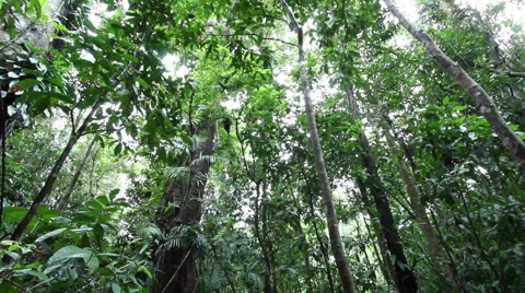 CAIRNS DAINTREE RAINFOREST Stock Footage 46915837