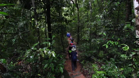 CAIRNS DAINTREE RAINFOREST Stock Footage 46916827