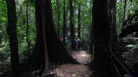CAIRNS DAINTREE RAINFOREST Stock Footage 46917359