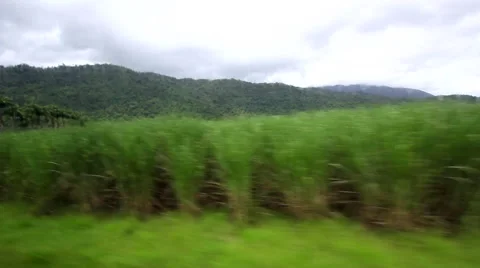 CAIRNS DAINTREE RAINFOREST Stock Footage 46918153