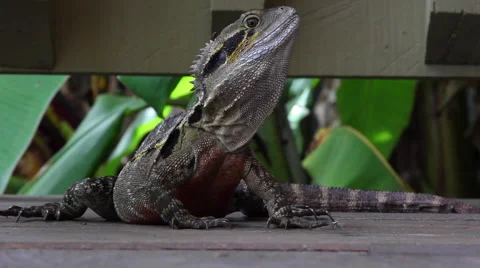 CAIRNS DAINTREE RAINFOREST LIZARD REPTILE AUSTRALIAN WATER DRAGON Stock Footage 46925543