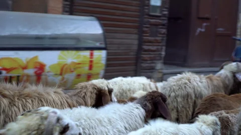 Cairo, Egypt 14 Dec 2019: Flock of goat sheep walking on city market street.. Stock Footage 296232193