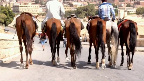 CAIRO, EGYPT - August 04, 2017: Two men ride horses and lead a group of horses Stock Footage 79606645