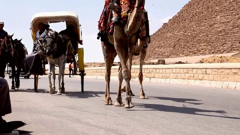 CAIRO, EGYPT - August 04, 2017: Tourists ride horse carts, camels, horses Video stock 79606732