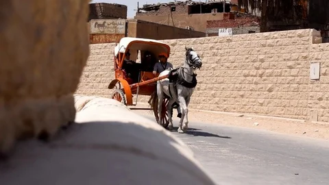 CAIRO, EGYPT - August 04, 2017: Tourists ride a horse cart near the desert Stock Footage 79794072