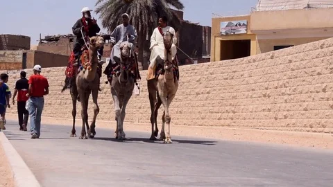 CAIRO, EGYPT - August 04, 2017: three Egyptiaan men ride camels in the street Video stock 79794138