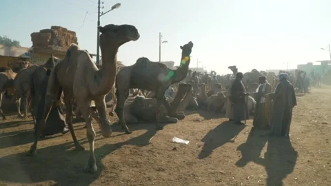 Cairo, Egypt Camel Market Stock Footage 165529343