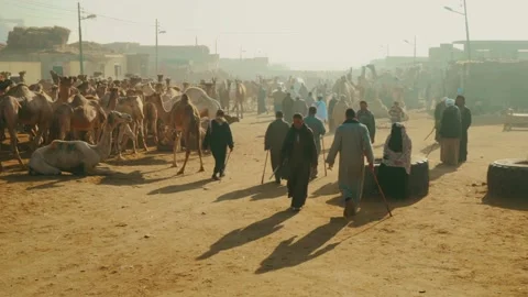Cairo, Egypt Camel Market Stock Footage 165529389