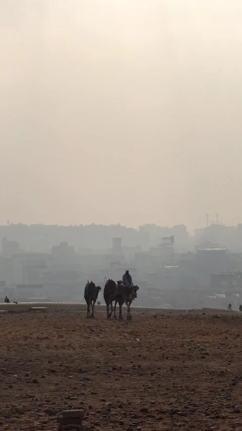 Cairo, Egypt - September 27, 2025: Vertical shot of Bedouin cameleer with camels Vídeo Stock 341837921