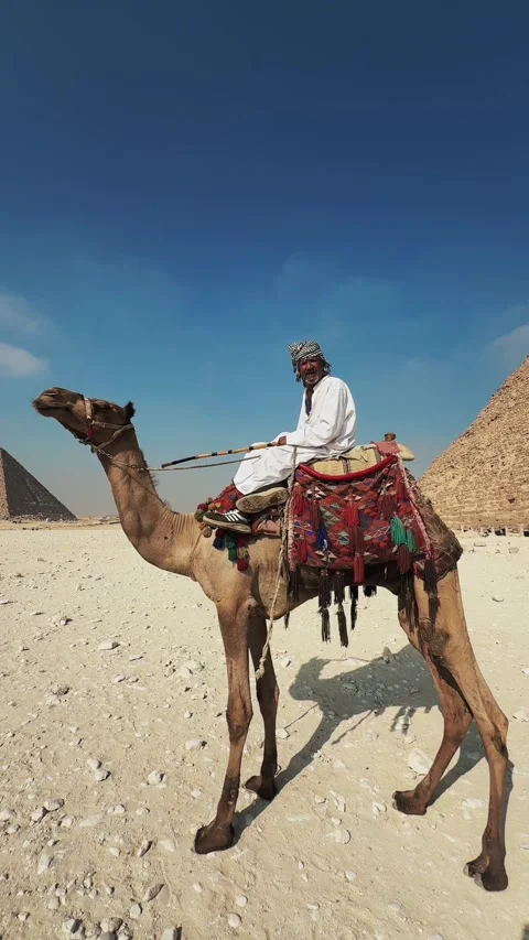 Cairo, Egypt - September 27, 2025: Vertical shot of Bedouin on Camel Offering 스톡 동영상 341838260
