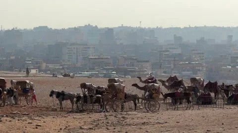 Cairo, Egypt - September 27, 2025: Panoramic Shot of Traditional Horse-Drawn Video stock 341838662