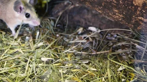 Cairo spiny mouse (Acomys cahirinus) 库存影片 174903458