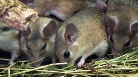 Cairo spiny mouse (Acomys cahirinus) Stock Footage 283011498