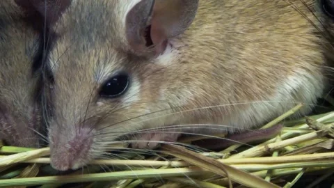 Cairo spiny mouse (Acomys cahirinus) Stock-Footage 283011510