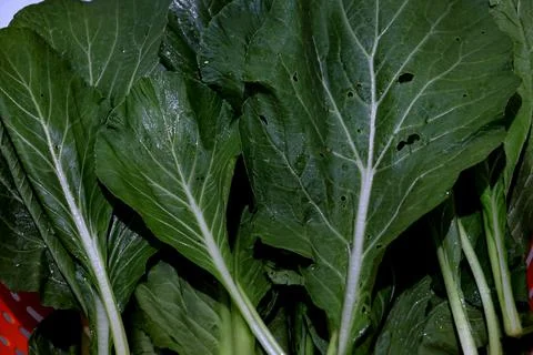 Caisim leaf close up Foto stock