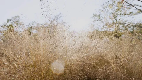 Caitails blowing in the wind Stock Footage 93998224