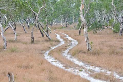 Cajuput tree Stock Photos
