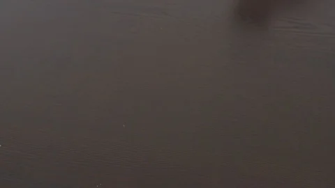 Cake placed on a table, woman's hands, 4k Stock Footage 101895532