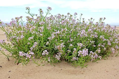 Cakile maritima Stock Photos