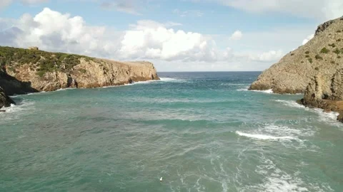 CAla Domestica Video stock 165291753