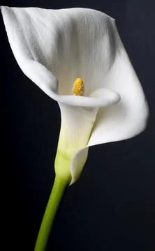Cala lily on black background. Respect for Robert Mapplethorpe. Stock Photos