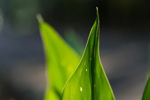 Cala Lily leaf Stock Photos