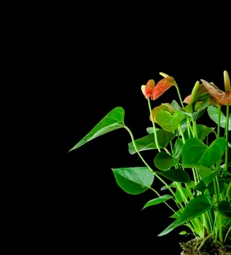 Cala lily Stock Photos