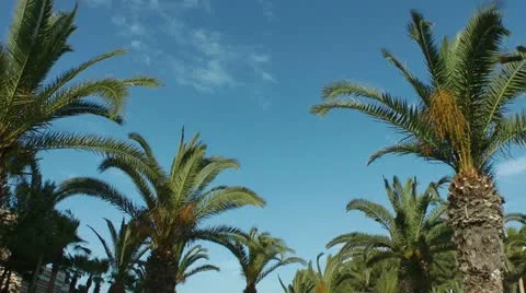 Cala Vinyes, Mallorca Palms Stock Footage 11345067