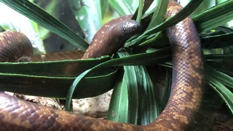 Calabar Python At Columbus Zoo And Aquarium Stock Footage 275437108