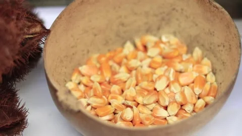 Calabash bowl of dried corn kernels. Video stock 341445929
